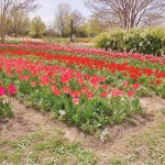 IMG_6895[1]